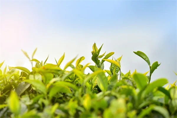 Spring vs Summer Titi: 3 Key Differences You Must Know