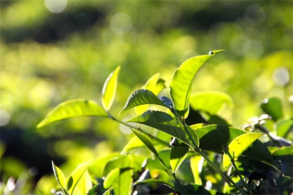 How to Grow Hardy Fuchsia: Tips for Winter Survival