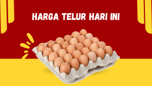 Harga Telur Hari Ini